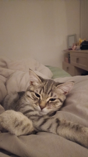 1 Yaşında Aşıları Tam Çipli Ev Kedisi fotoğraf