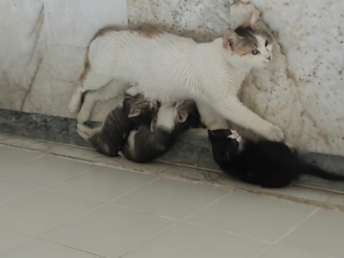 Apartmanda doğum yapan anne ve yavruları yuva arıyor fotoğraf