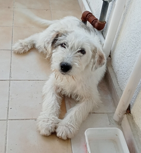 Ufaklığa yuva arıyoruz fotoğraf