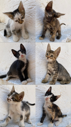 2 AYLIK KEDİLERİMİ SAHİPLENDİRMEK İSTİYORUM fotoğraf