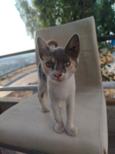 Dünya güzeli minik sokakta kalmasin 🦋 fotoğraf