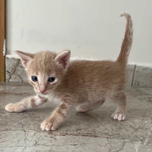 Bu altın bebeğe yuva olun!! fotoğraf