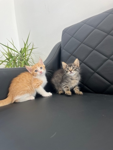 Veterinerdeki bu 2 yavruya yuva arıyoruz fotoğraf