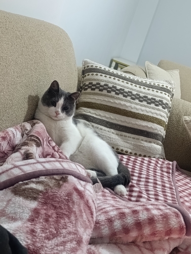 Minik prens yeni yuvasını arıyor fotoğraf