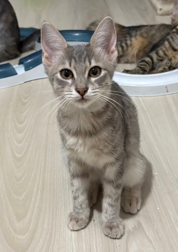 4 aylık tatlı Lila yuva arıyor fotoğraf