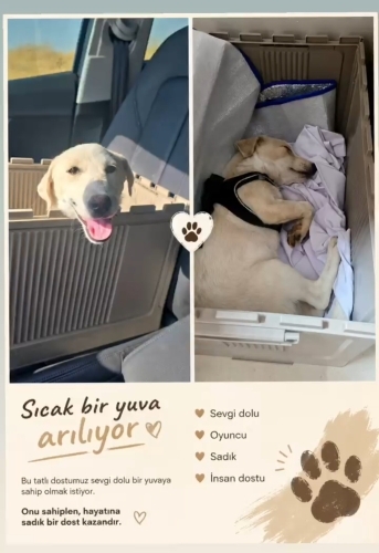 Sevimli uysal yavruya yuva fotoğraf