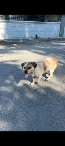 Herkesin Gözü Önünde Sokağa Terk Edilen Köpek Yuvasını Arıyor. fotoğraf