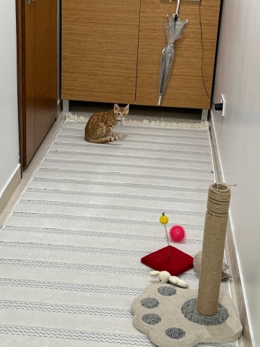 Ona mutlu ve güzel bir yuva arıyorum bakıcak 🐣🥹 fotoğraf