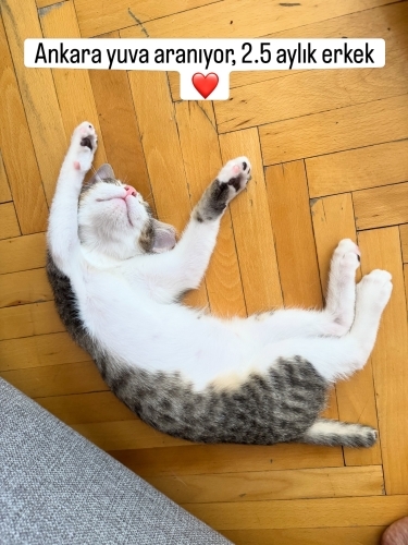 Acil yuva arıyoruz fotoğraf