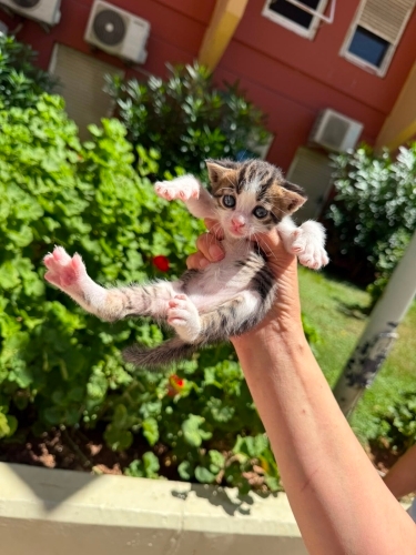 Minik kalpler ömürlük yuvasını arıyor fotoğraf