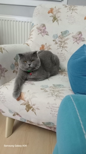 Scottish fold ücretsiz sahiplendirme fotoğraf