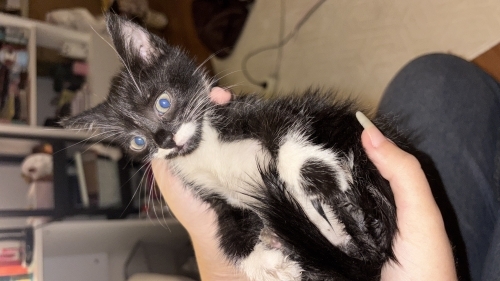 Yavru kedi sahiplenme fotoğraf