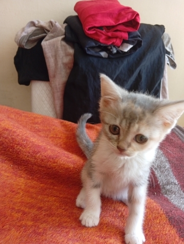 Minnak kedi yavrusu fotoğraf