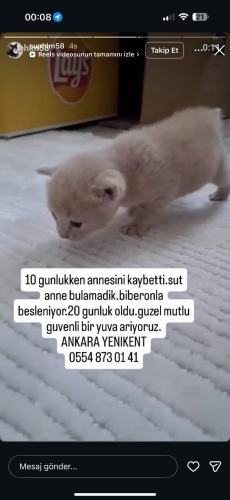 1 yavru 21 gunluk fotoğraf