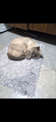 uysal, sakin oğluma güvenebileceğimiz yeni bir yuva arıyorum. fotoğraf