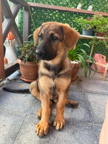 3 Aylık Dişi Alman Çoban Köpeği (Kurt) – Çipli, Aşıları Tam fotoğraf