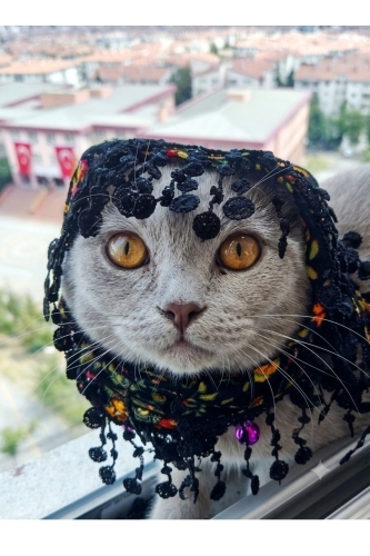 Ücretsiz 5 aylık erkek patimiz fotoğraf