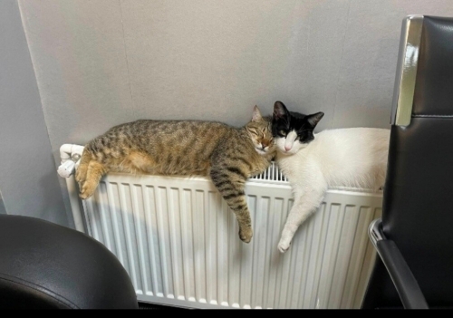 Acil Köpük ve Fındık acil yuva arıyor fotoğraf