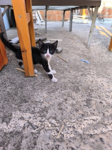 Miniş prense yuva fotoğraf