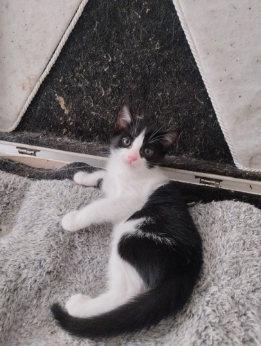1.5 AYLIK SMOKİNE GÜZELİ..!! fotoğraf