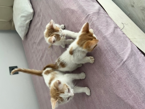 3 küçük kardeşe yuva arıyoruz. fotoğraf