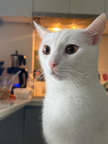 Kısır kedi acil acil acik sahiplendirme fotoğraf