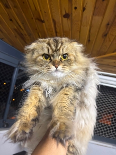 Scottish Fold Long Hair yuvasını arıyor fotoğraf