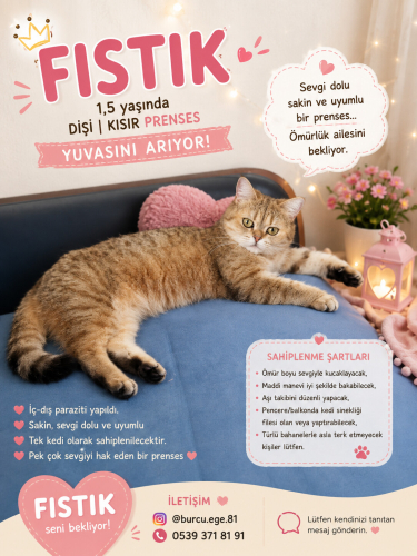Fıstık Prensese ömürlük yuvasını arıyoruz fotoğraf