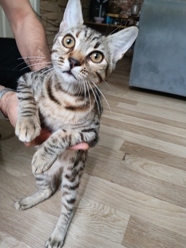 Çok sevimli. Oynakbi 🐱 kendi fotoğraf