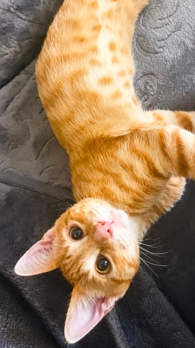 Mısır iç dış parazitleri yapıldı karma aşısı yapıldı fotoğraf