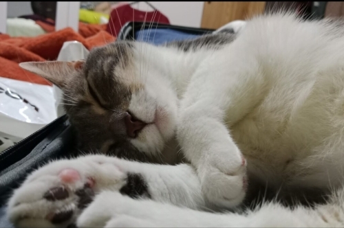 Dost canlısı ev kedisi fotoğraf
