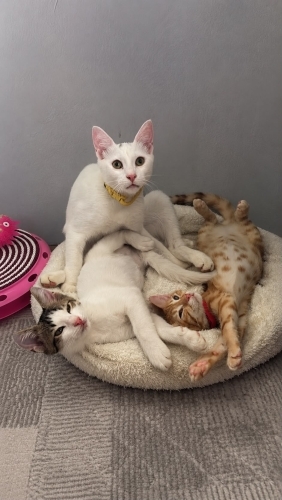 Ömürlük aile arıyorum hepsine fotoğraf