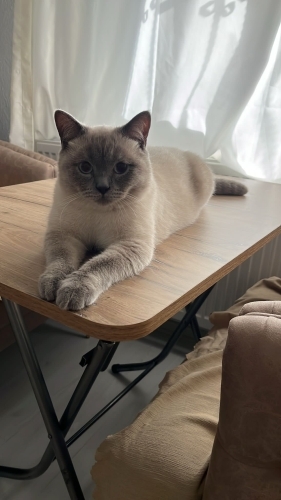 🐾 Leo’ya Ömürlük Yuvasını Arıyoruz fotoğraf