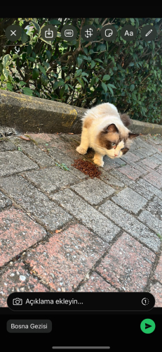 Ragdoll Cins Erkek Kedi fotoğraf
