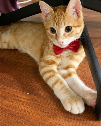Mısır iç dış parazitleri yapıldı karma aşısı yapıldı fotoğraf