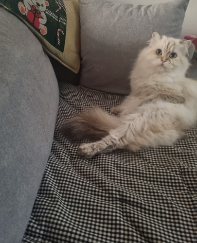 ÜCRETSIZ B.longhair Güzeller güzeli, uysal, cana yakin dişi kısır değil fotoğraf