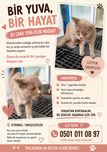 Depoya Sığınan Bir Can fotoğraf
