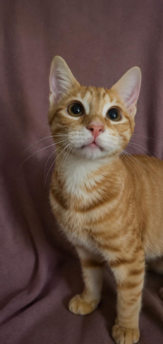 Mısır iç dış parazitleri yapıldı karma açısı yapıldı fotoğraf