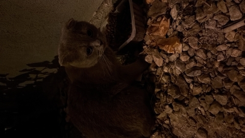 Sokakta Cins kedi fotoğraf