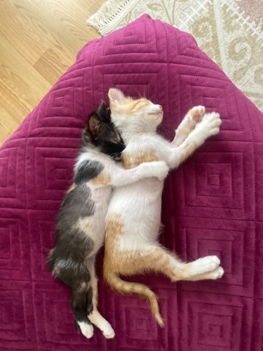 Onlara bir şans verir misiniz? fotoğraf