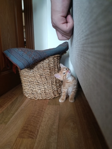 Minik yesilgozlu tatli prense sicacik bir yuva fotoğraf