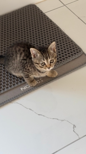 3 Aylık yavrulara yuva arıyoruz fotoğraf