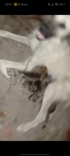 yeni doğan bebeklere yuva arıyorum fotoğraf
