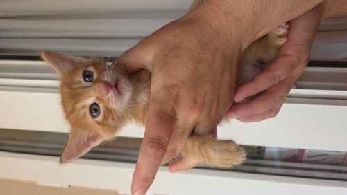 ben çılgın sarı kedi beni lütfen sahiplenin fotoğraf