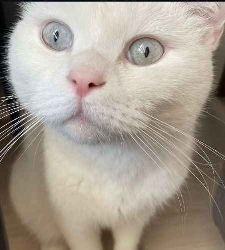 Çok acil yuva aranıyor fotoğraf