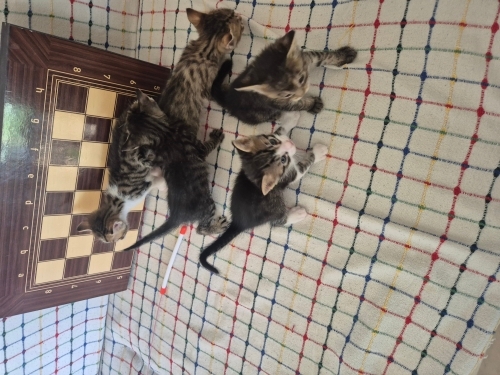 Tam 1 aylık 5 tane tekir yavru. Oldukça sağlıklı ve oyuncudurlar. fotoğraf