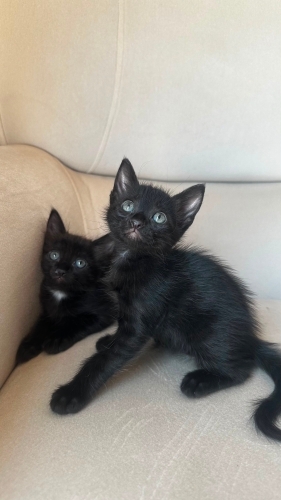 Yavru kedi, annesi Ankara kedisiydi Sokağa atmışlardı. Araba çarpıp öldü. fotoğraf