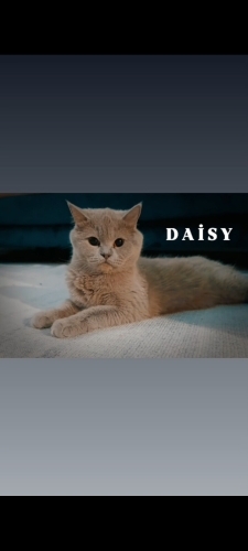 Güzel Kızımız Daisy fotoğraf