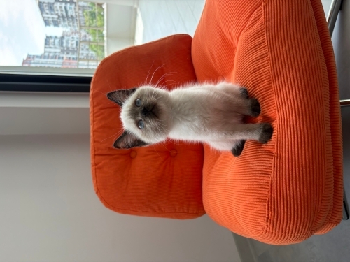 2.5 aylık British Shorthair yavrumuza ömürlük yuva arıyoruz fotoğraf
