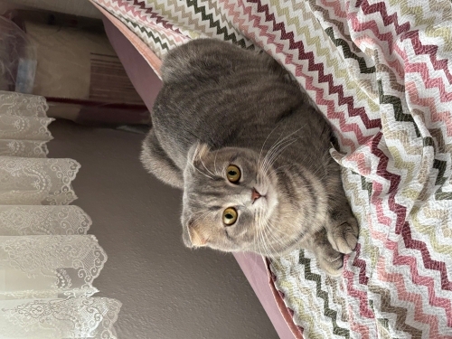Mişa Yeni Yuvasını Arıyor fotoğraf